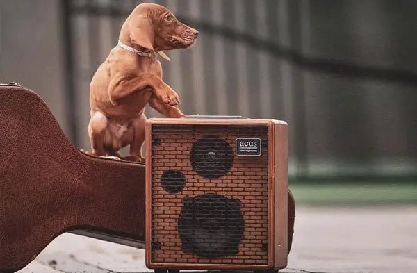 Acus ONEFORSTRINGS Series Electro Acoustic Guitar Amps - Richards Guitars Of Stratford Upon Avon