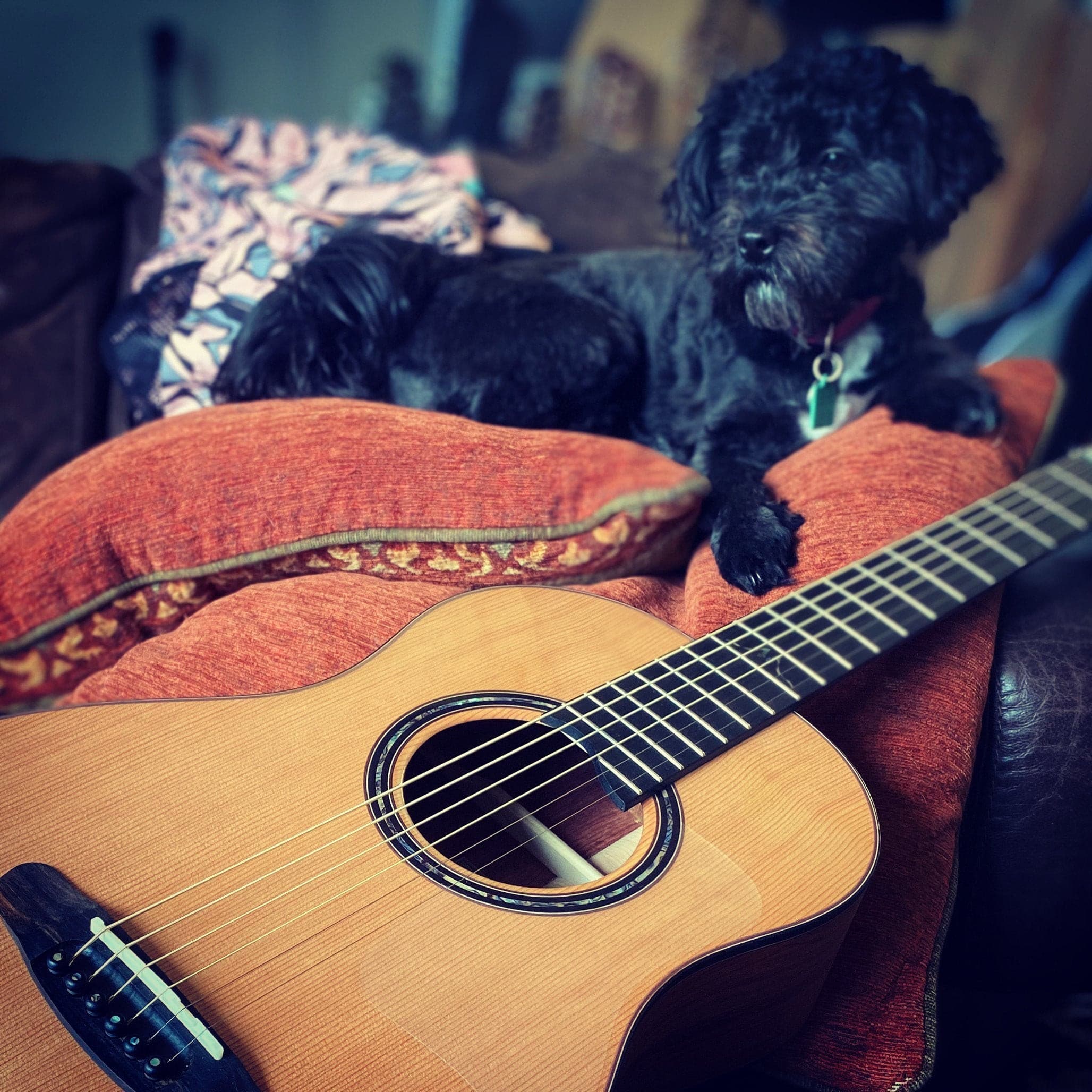 Dowina Merlot BV Cedar / Macacauba Parlor Guitar, Acoustic Guitar for sale at Richards Guitars.