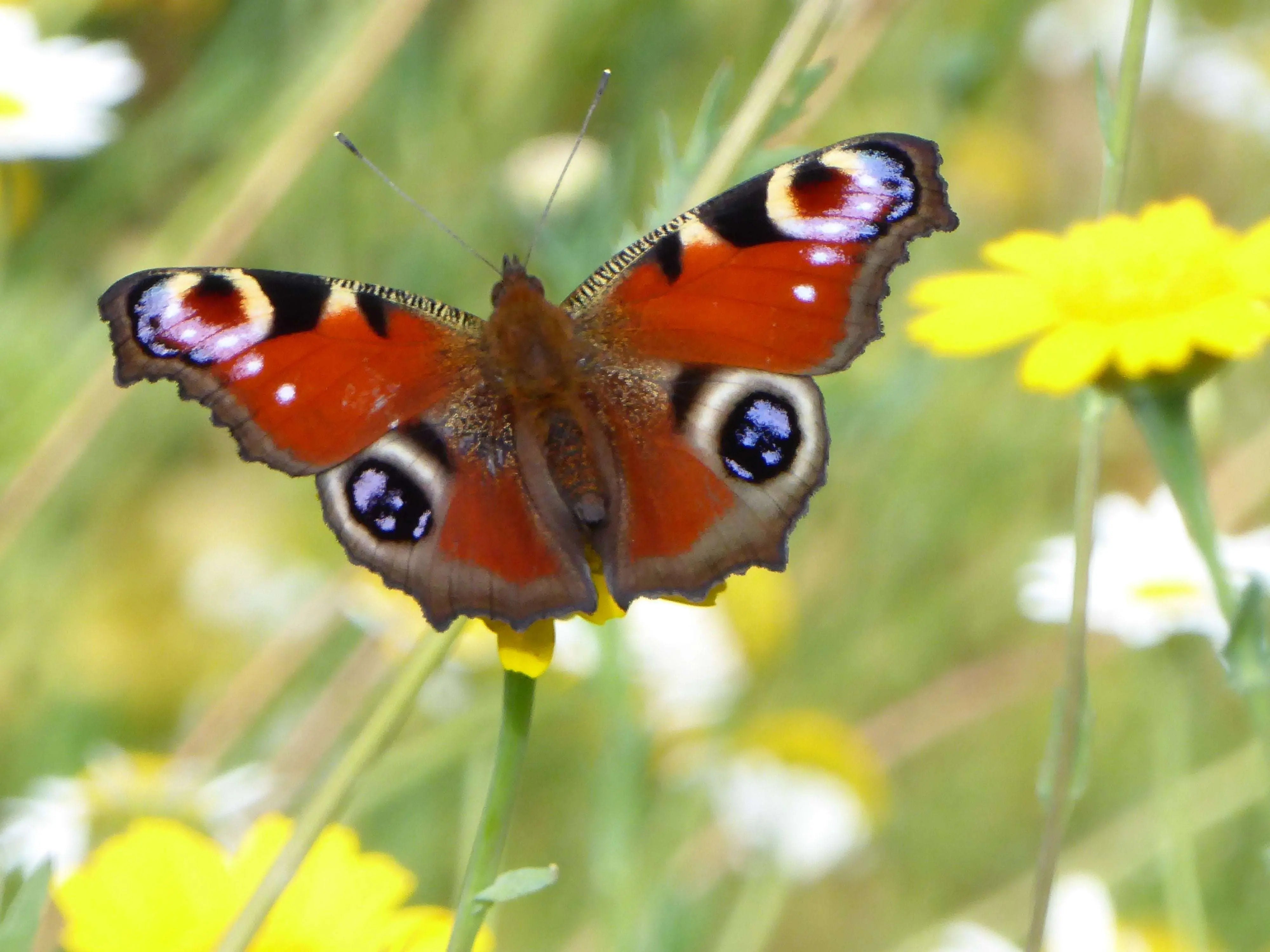 SMJ Reserve Collection "Peacock" Guitar Strap, Straps for sale at Richards Guitars.
