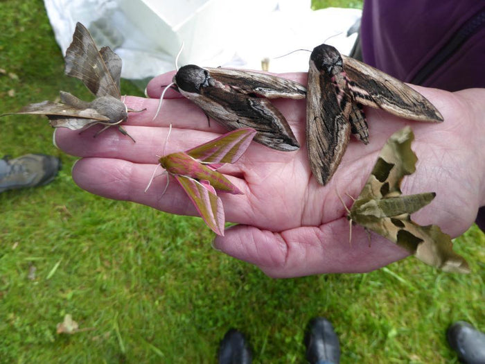 SMJ Nature Reserve - Richards Guitars Of Stratford Upon Avon