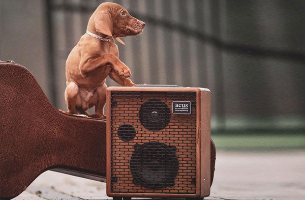 Acus ONEFORSTRINGS Series Amplificadores para guitarra electroacústica